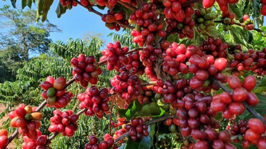 Gabela exporta 108 toneladas de café para a Europa. Uma modesta recuperação de um caminho que ainda tem muito por percorrer