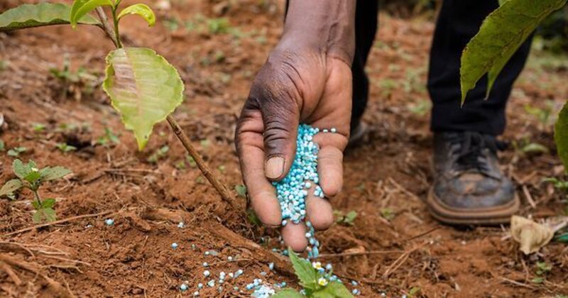 Governo vai distribuir apenas 19,5% das necessidades de fertilizantes do País