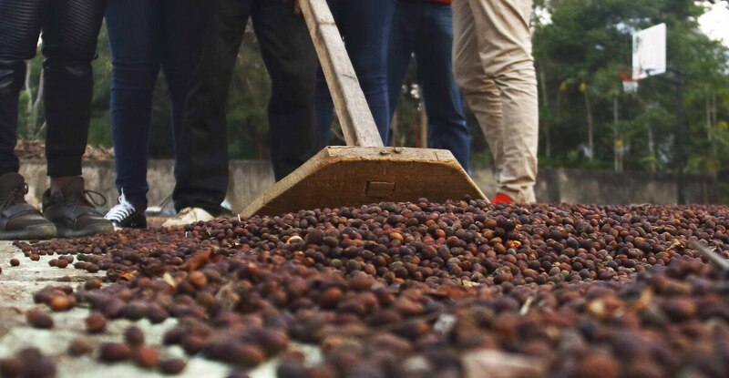 Governo organiza exportação, mas falta café para recuperar o mercado