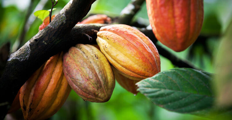 Preços do cacau afundam   65% em apenas dois anos