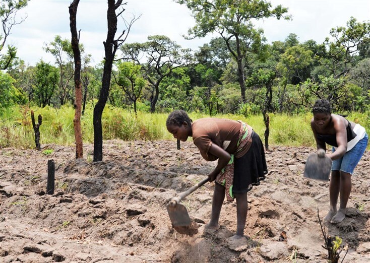 Governo preocupado com efeito da escassez de chuva na produção agrícola